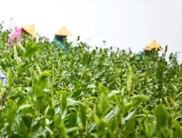 上海茶文化.jpg 上海茶文化.jpg